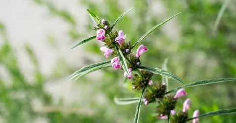 What Is Motherwort? Benefits, Side Effects, and Dosage