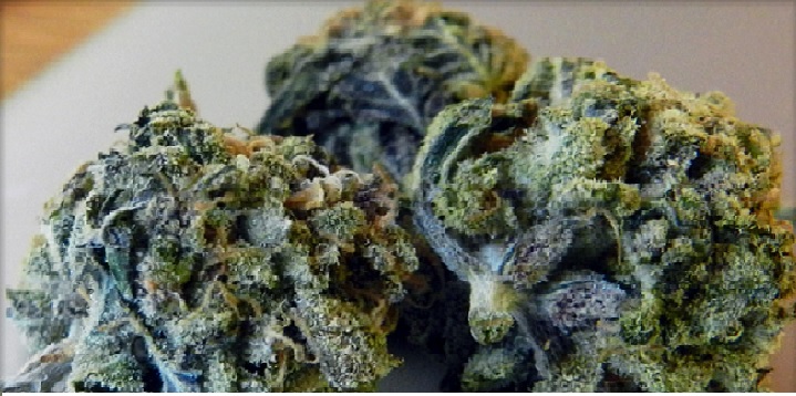 Blue Jay Way Marijuana Strain